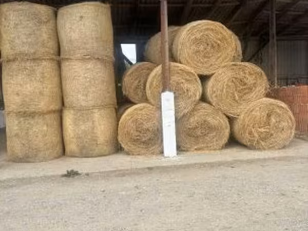 Elcserélnék malacra,hízóra szénát