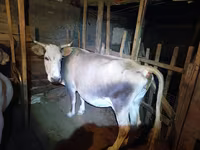 雌牛, Simmental cattle — 写真 3