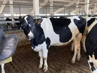 Vacă, Rasa Holstein — foto 2