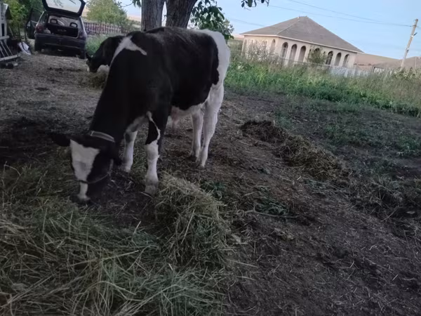 Buğa, Mal-qara — Moldova