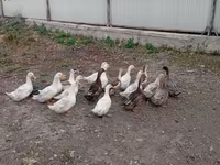 Ducks — ፎቶ 2