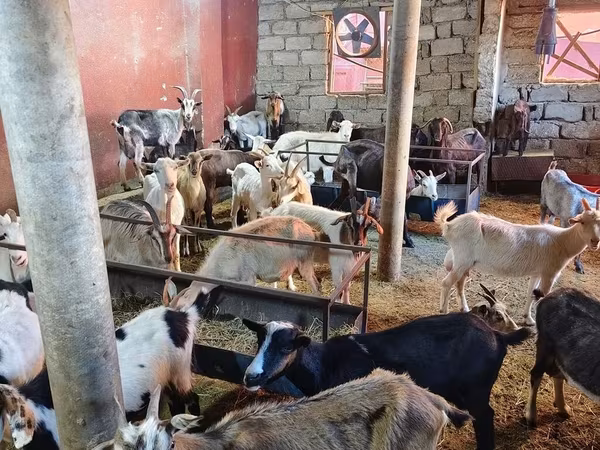بز (گروه، جنسیت مشخص نشده), بز