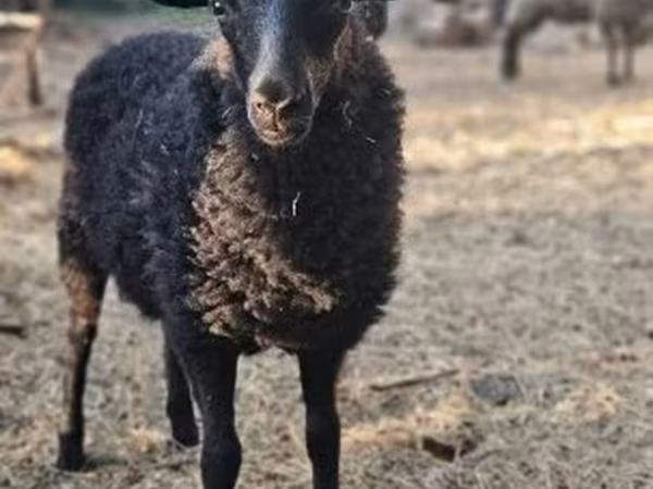 میش, Racka sheep