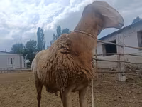 แกะตัวผู้, Arashan sheep — รูปภาพ 2