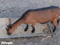 Ged, Alpine goat — foto 3