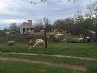 Schaap, Schapen — foto 2