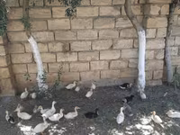 ጀርመን ፔኪን — ፎቶ 3