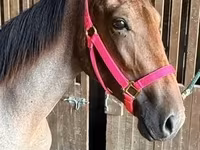 Faras dhaddig, Rocky Mountain Horse — sawirka 4
