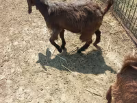 بز نر, Damask goat — عکس 1