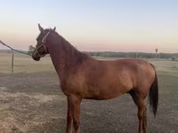 Caballo, Caballos — foto 6
