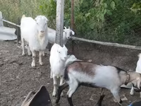 Kambing jantan, LaMancha goats — foto 3