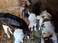 Lembu betina, Simmental cattle — foto 3