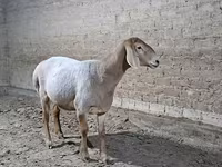 قوچ, گوسفند — عکس 4