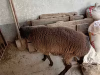 Vædder, Blackheaded Persian sheep — foto 3