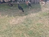 Turkeys — ፎቶ 7