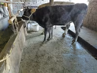 Ko, Russian Black pied cattle — foto 4