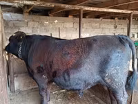Tyre, Aberdeen-Angus — foto 1