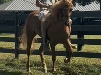 குதிரை, Rocky Mountain Horse — புகைப்படம் 7