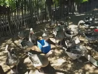 Geese — 2 зураг