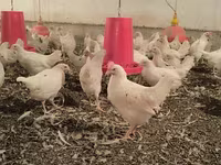 Chickens — foto 1