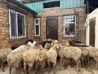 Berbec, Rhon sheep — foto 2
