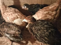 Turkeys — عکس 3