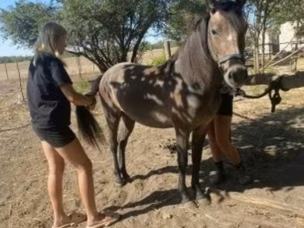 Stute, Hucul pony