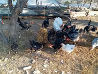 Chickens — الصورة 7