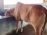 Cow, Buffalo — photo 2