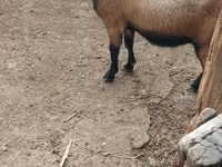 Kambing jantan, Goats — foto 3