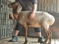 Schaf, Arashan sheep — Foto 5