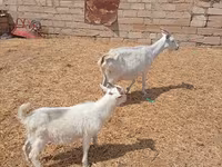 بز ماده, Toggenburg goat — عکس 3