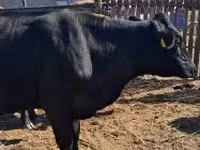 Mucca, Bovini — foto 3