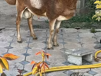 Widder, Arashan sheep — Foto 1