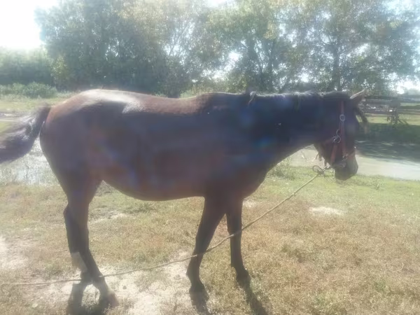 Klisna, Horse breed