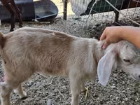 Koza, Nubian Goat — foto 6