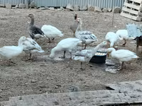 Geese — รูปภาพ 2