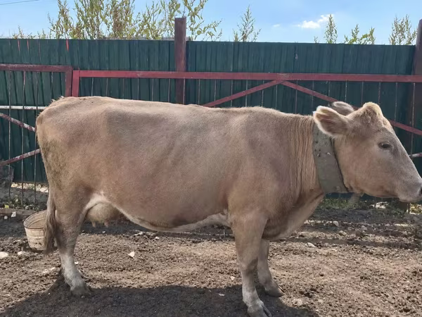 گاو ماده, Latvian Blue cattle