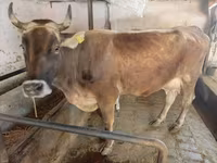 گائے, Swiss cattle — تصویر 4