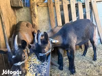 Jarac, Alpine goat — fotografija 4