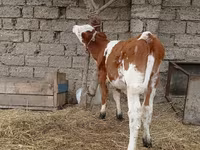 Krava, Simmental cattle — fotografija 3