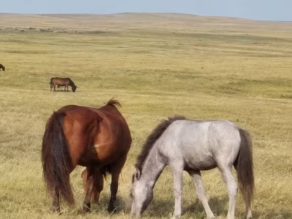 ሴት ፈረስ, Horses