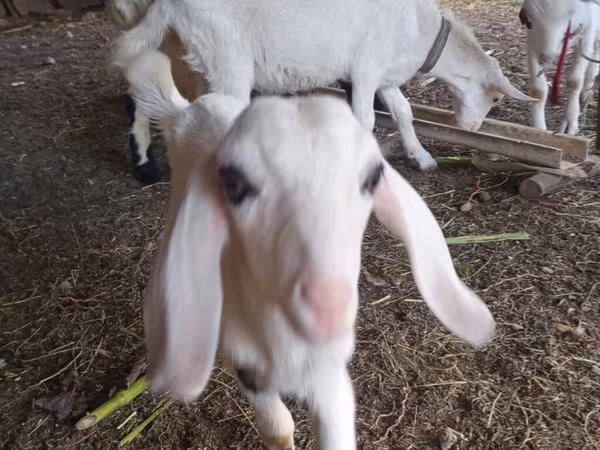 Goat, Nubian Goat — Kyrgyzstan