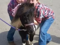 Klisna, Miniature horse — foto 6