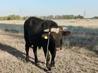 Bou, Swiss cattle — foto 2