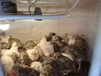 Quails — fotografija 2