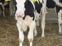 Stier, Russian Black pied cattle — foto 8