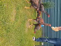 Chickens — foto 3