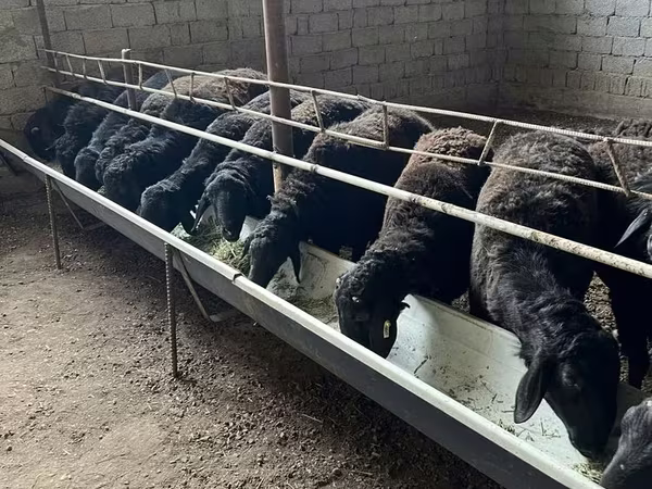 Schafe (Partie, Geschlecht nicht angegeben), Schafe — Usbekistan