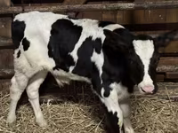 황소, Russian Black pied cattle — 사진 3